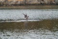 Heermann`s Gull dancing and playing at seaside