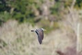 Heermann`s Gull flying at seaside