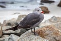 Heermann`s Gull at Carmel in California Royalty Free Stock Photo