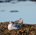 Heermann\'s Gull resting at seaside