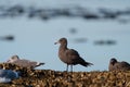 Heermann\'s Gull resting at seaside