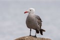 Heermann's gull (Larus heermanni) standing on the rock in closeup