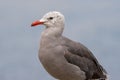 Heermann's gull (Larus heermanni) standing on the rock in closeup