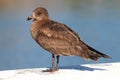 Heermanns Gull (Larus heermanni) By The Ocean