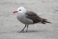 Heermanns Gull (Larus heermanni) By The Ocean