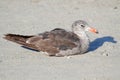 Heermanns Gull (Larus heermanni) By The Ocean