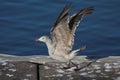 Heermanns Gull Larus heermanni By The Ocean