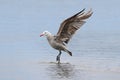 Heermanns Gull (Larus heermanni) By The Ocean