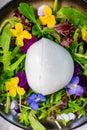 ÃÂ¡heese collection, one big ball on soft white italian mozzarella bufala cheese with green rocket salad leaves and viola Royalty Free Stock Photo