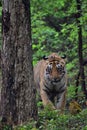 Hefty, beautiful tiger in the jungles of India