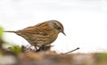 Heggenmus, Dunnock, Prunella modularis