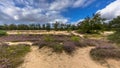 Heide Zeegserduinen Royalty Free Stock Photo