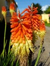 Kniphofia uvaria Red Hot Poker