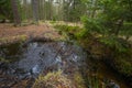 Heidenreichsteiner Moor - the marshland in Austria (peat bog, peatbog) Royalty Free Stock Photo