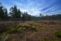 Heidenreichsteiner Moor - the marshland in Austria (peat bog, peatbog) Royalty Free Stock Photo