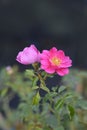 Heidetraum Rose