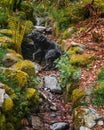 Heidi the Labrador in the creek