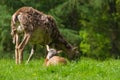 Heidschnucke lamb with mum close-up Royalty Free Stock Photo