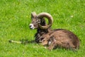 Heidschnucke ram relaxing in the grass Royalty Free Stock Photo