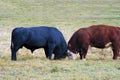 Heifer and Angus Bulls Butt Heads