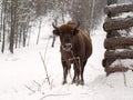 Heifer is close to the fence. Altai Breeding bison place. Royalty Free Stock Photo