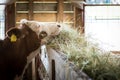 Heifer feeding on hay, farming and husbandry concept Royalty Free Stock Photo