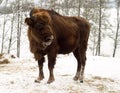 Heifer on the forest background. Altai Breeding bison place. Royalty Free Stock Photo