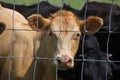 Heifer Gazes Back Royalty Free Stock Photo