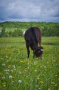 Heifer On A Leash