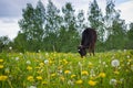 Heifer On A Leash