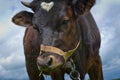 Heifer On A Leash