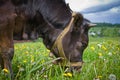 Heifer On A Leash