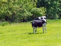 A heifer stands on a green meadow on a sunny spring day. Black and white cow on green grass field Royalty Free Stock Photo