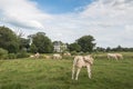 Heifer turns its head to the body Royalty Free Stock Photo