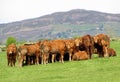 Heifers, bath time, girls. Royalty Free Stock Photo