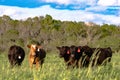 Heifers in rye grass Royalty Free Stock Photo