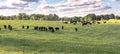 Heifers in ryegrass panorama Royalty Free Stock Photo