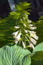 The blooming inflorescence hosts Buckshaw Blue on the background of fern leaves Royalty Free Stock Photo