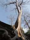 Height trees and big roots Royalty Free Stock Photo