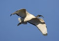 Heilige Ibis, African Sacred Ibis, Threskiornis aethiopicus