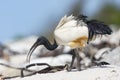 Heilige Ibis, Sacred Ibis, Threskiornis aethiopicus Royalty Free Stock Photo