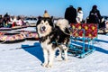 Heilongjiang Harbin China - DEC, 29 2018 : Sled dog with people in the Songhua frozen river in winter