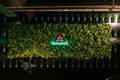Heineken logo with neon lights on the Hops bushes with empty bottles designed around in the museum Royalty Free Stock Photo