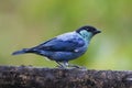 Heines Tangare, Black-capped Tanager, Tangara heinei