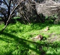 Heirisson Island Kangaroos Royalty Free Stock Photo