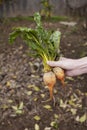 Heirloom Carrots