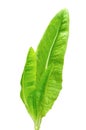 Heirloom Lettuce Royalty Free Stock Photo