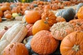 Heirloom Orange Pumpkins and Gourds