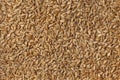 Heirloom organic Einkorn wheat seeds