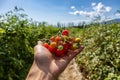 Heirloom organic small cherry tomatoes Royalty Free Stock Photo